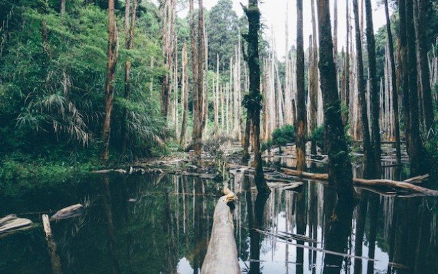 Discover The Beauty of Florida's National Parks