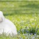 Where to See the Easter Bunny In Fort Lauderdale 